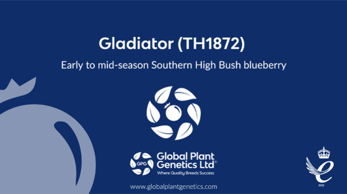 Gladiator (TH1872)