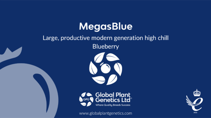 MegasBlue