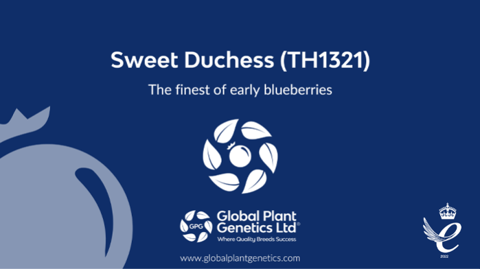 Sweet Duchess (TH1321)